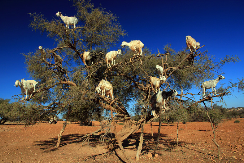 Kozy na drzewie, Maroko