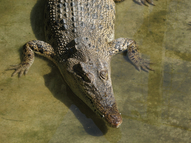 Krokodyl wystraszył turystów. Trzy dni polowano na gada