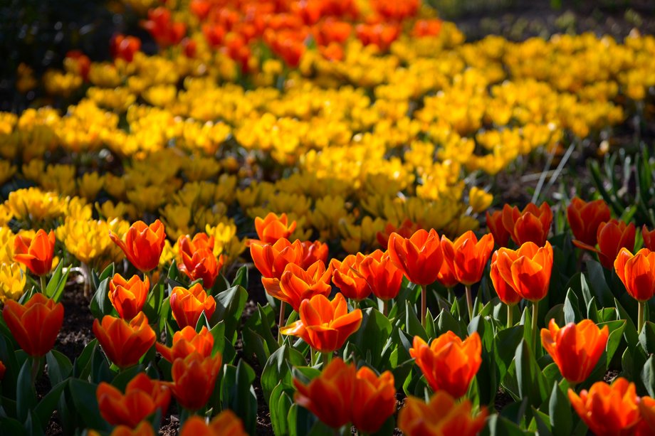 Ogród Keukenhof