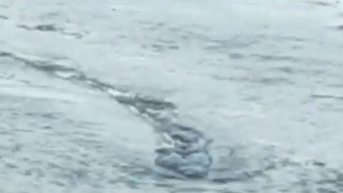W Internecie pojawiło się wideo przedstawiające rzekomo tajemniczego stwora poruszającego się po jeziorze Lagarfljót we wschodniej Islandii.