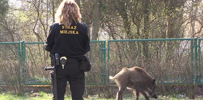 Polowanie na dzika w... Pile. Straż miejska w akcji!