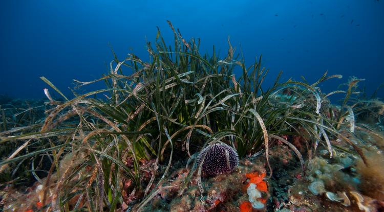 Óriási cukormennyiséget termel az óceánok alján élő mélytengeri fű