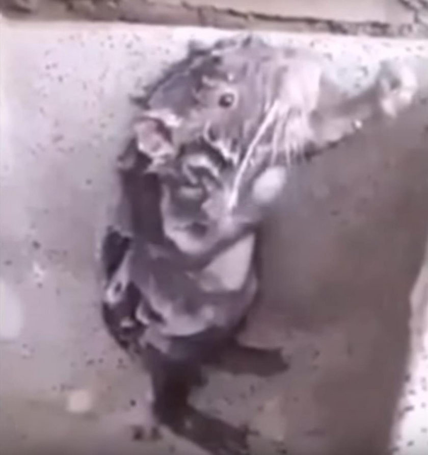 Szczur myje się jak człowiek