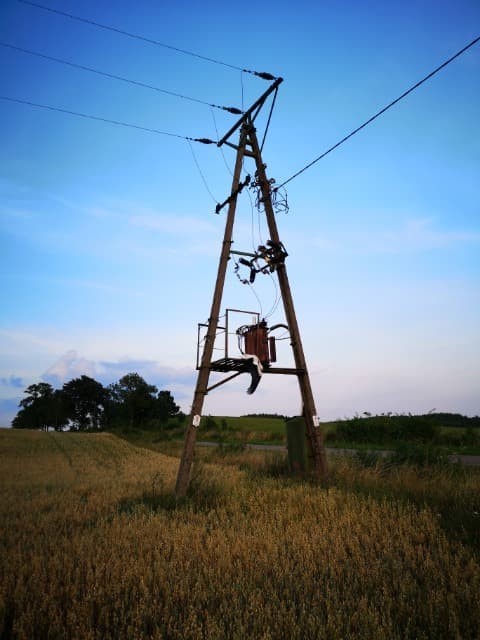 Ekolodzy alarmują: przez stare słupy energetyczne masowo giną bociany