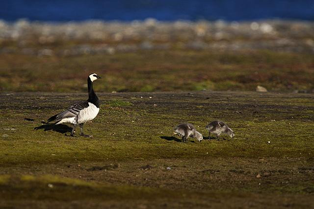 Galeria Wystawa polarnej fotografii przyrodniczej "Ptaki Spitsbergenu", obrazek 11