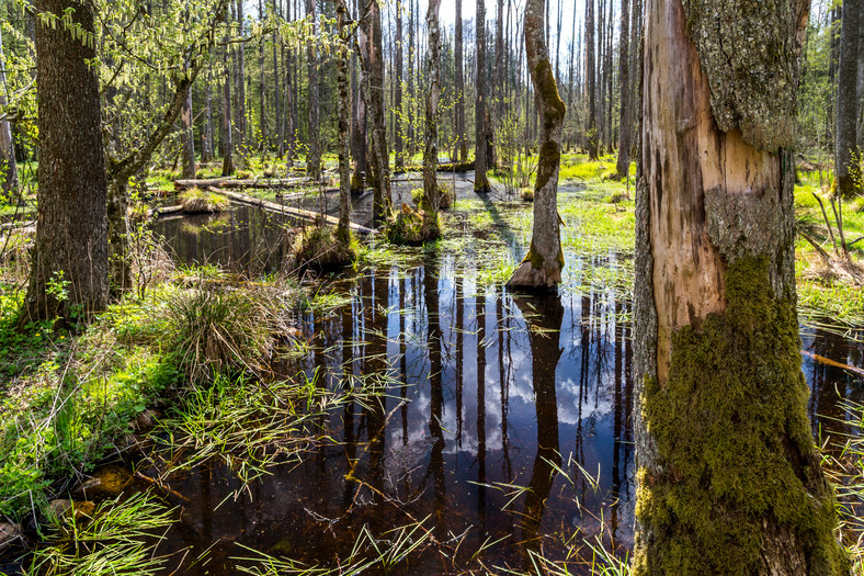 Białowieski Park Narodowy