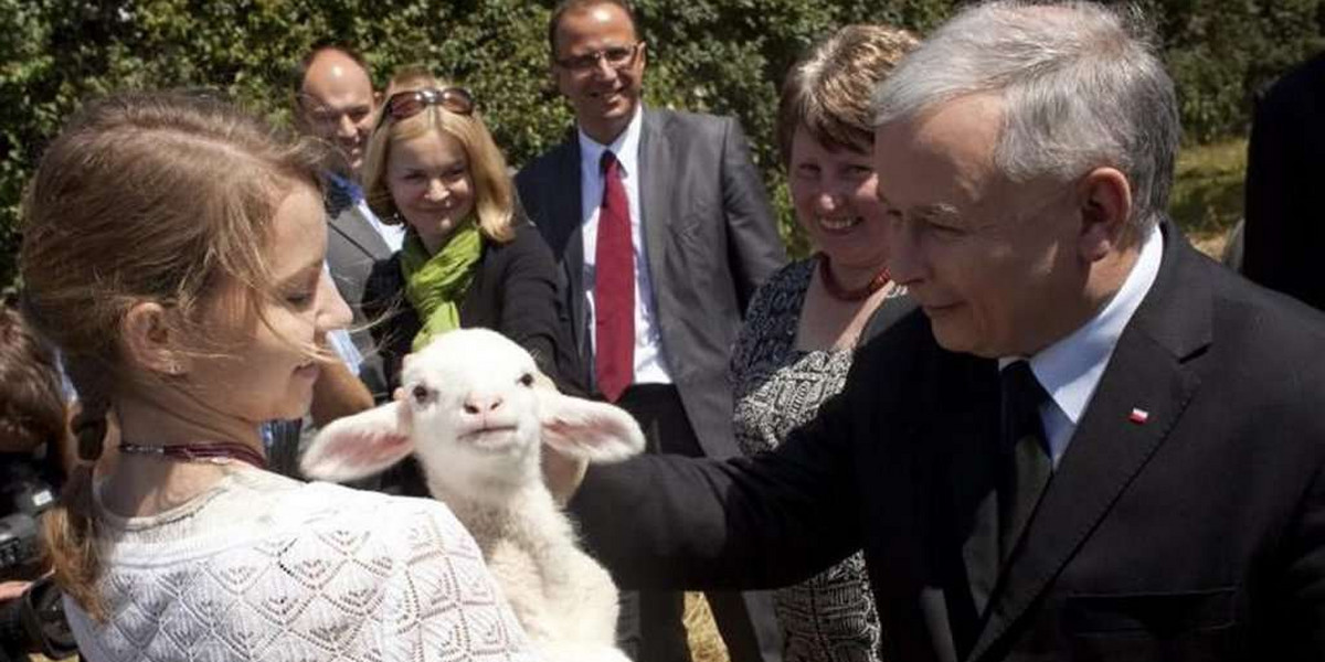 Kaczyński z owieczką. Foto