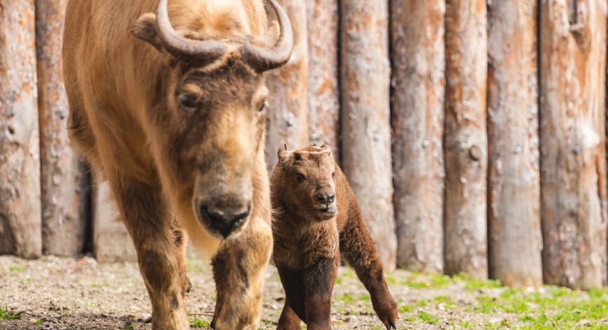 Takiny złote na wybiegu w zoo