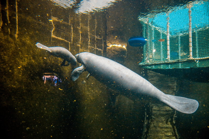 Matka i córka w Afrykarium