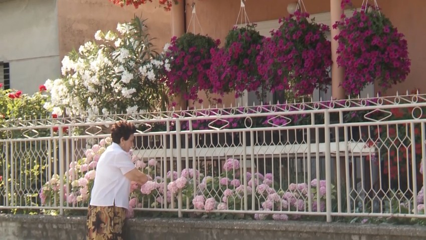 Najlepše novosadsko dvorište