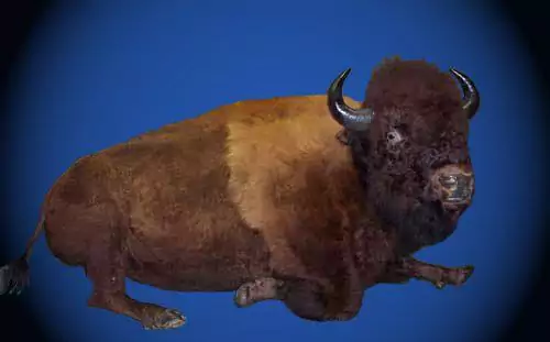 Dostojny bizon