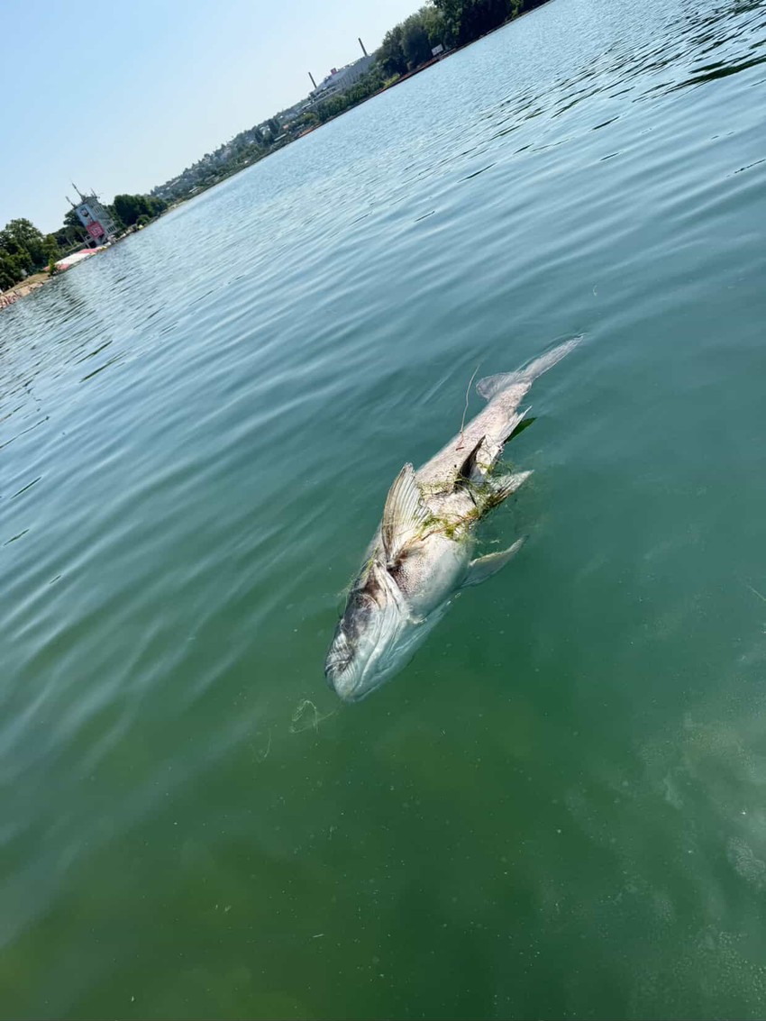 Uginuli tolstolobik na Adi