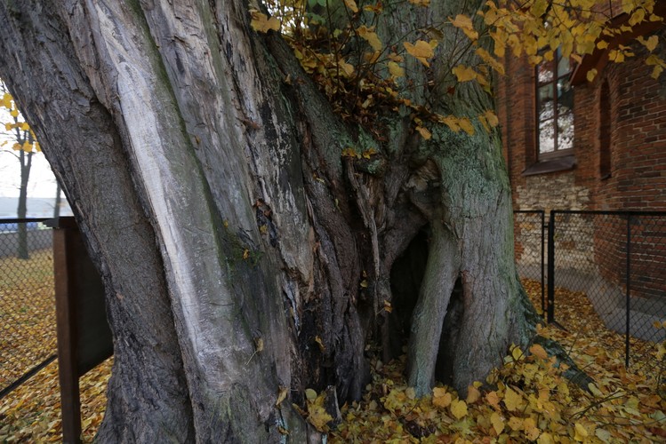 Kilkusetletnia lipa rosnąca w przy kościele pw. Przemienienia Pańskiego w Cielętnikach