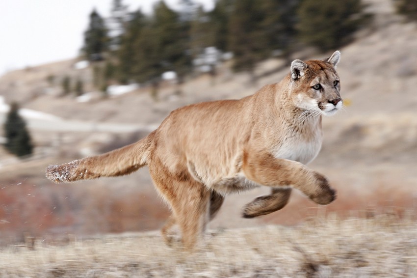 Puma (foto: ilustracija)