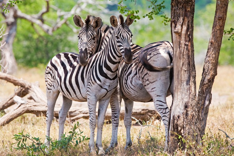 4. Park Narodowy Krugera w Republice Południowej Afryki