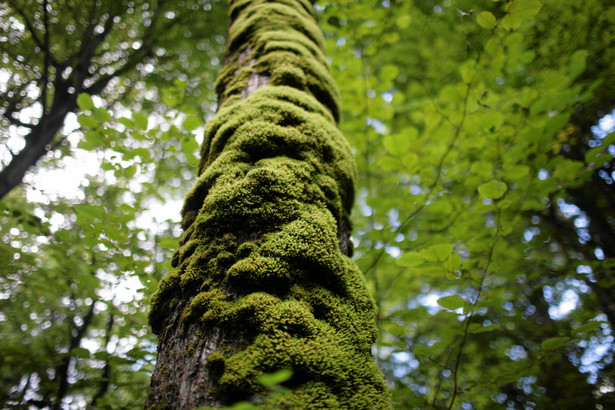 Puszcza Białowieska obiektem UNESCO? Ruszyły prace