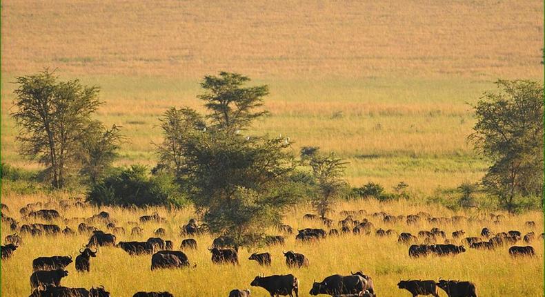 Kidepo valley national park