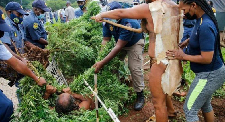 King Khoisan clings to cannabis plant to resist police arrest