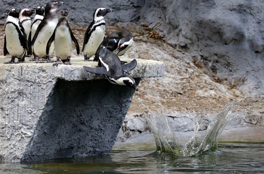 Pokazowe karmienie pingwinów w łódzkim ZOO