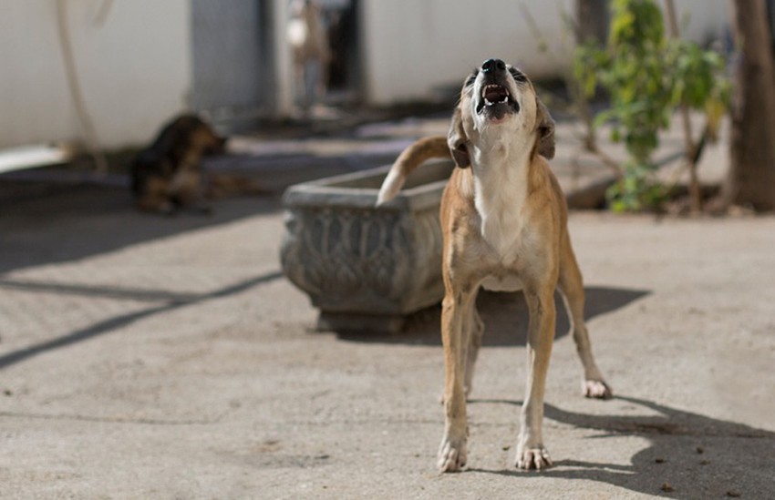 Psi često laju jer su pogrešno shvatili da će njihovo lajanje biti nagrađeno