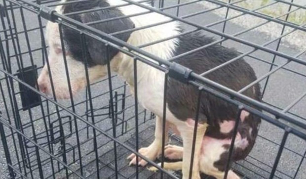 Pas u kavezu bačen u jezero