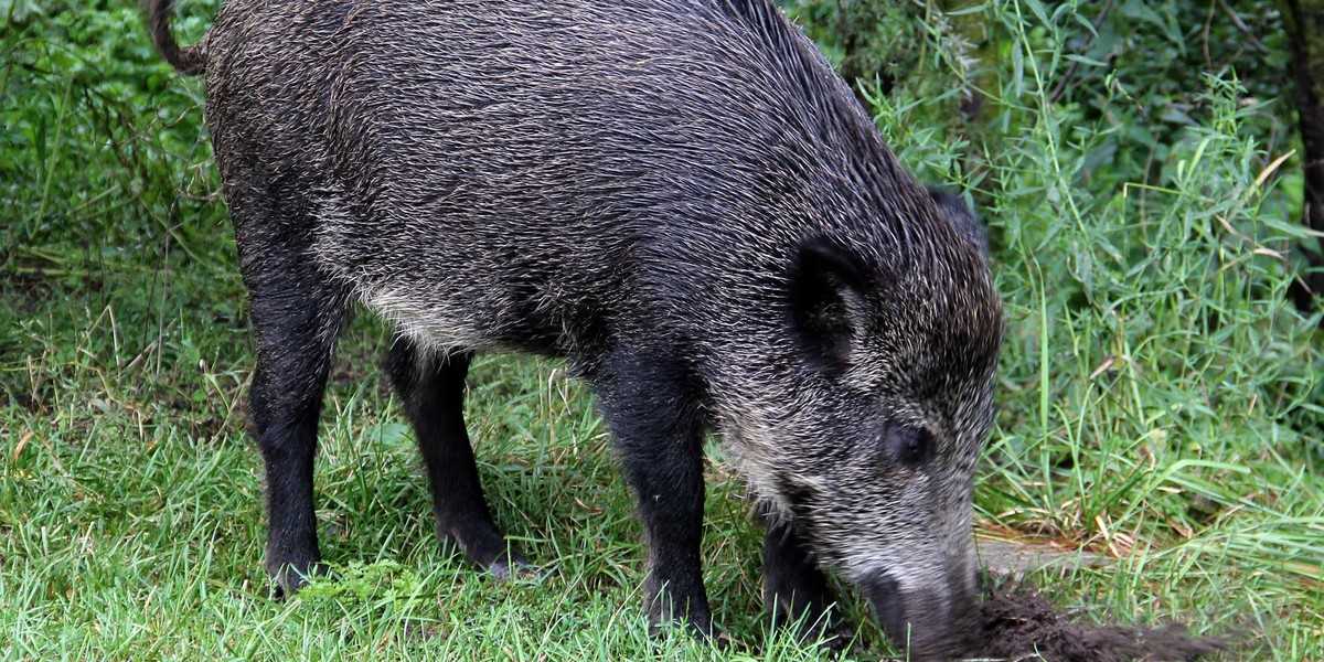 Dzik zbliżył się do rzeszowskiego blokowiska