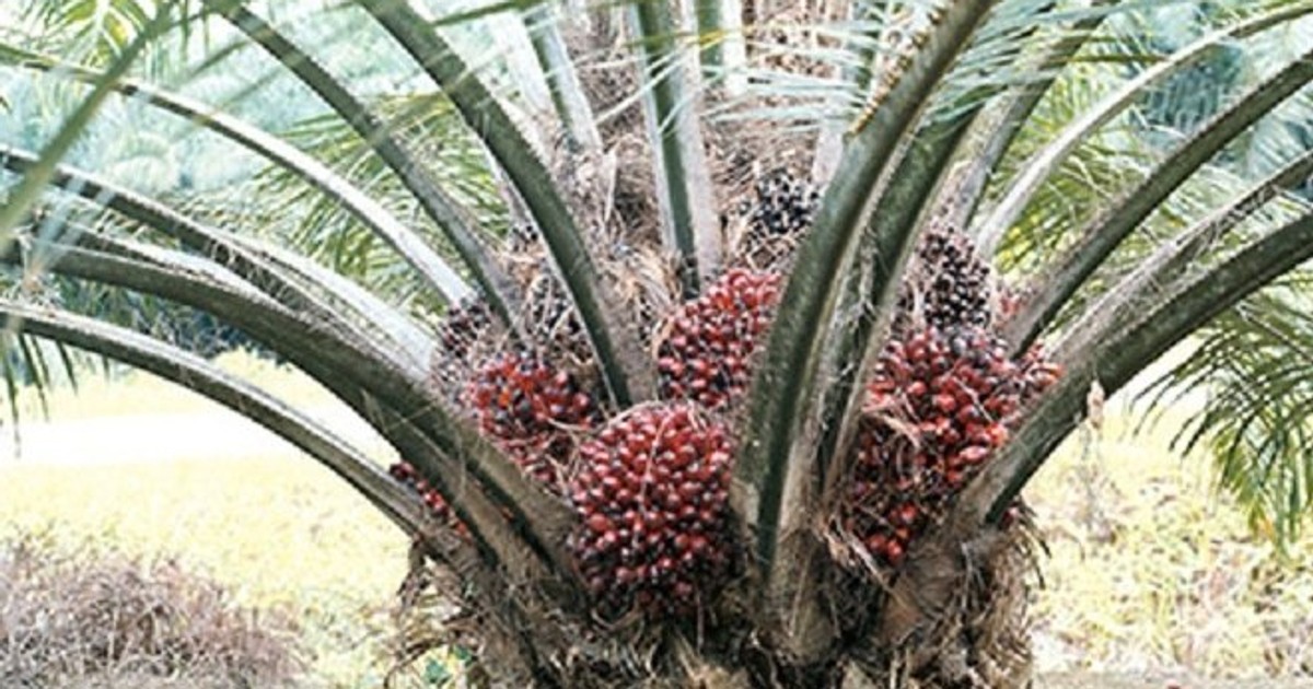 The many uses of Ghana's palm tree Pulse Ghana