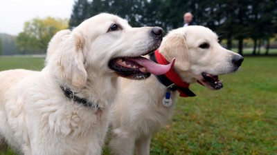 golden retrivery