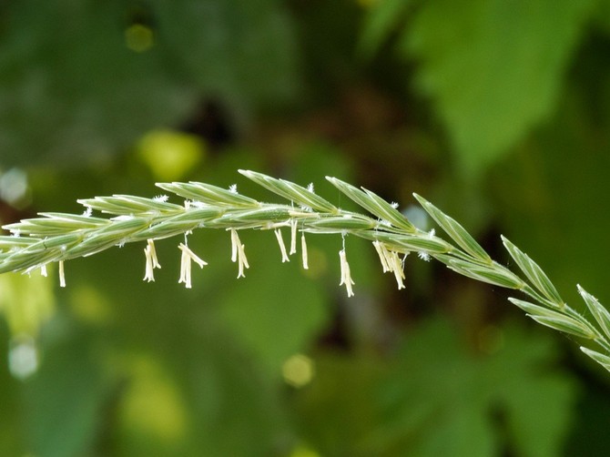 Pirevina