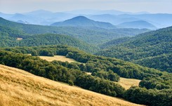 Najgrubsza polska jodła atrakcją turystyczną w Bieszczadach. Gdzie dokładnie jej szukać?