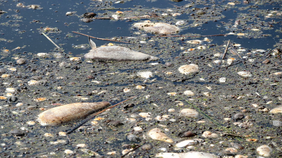 Odławianie śniętych ryb z Odry w Widuchowej