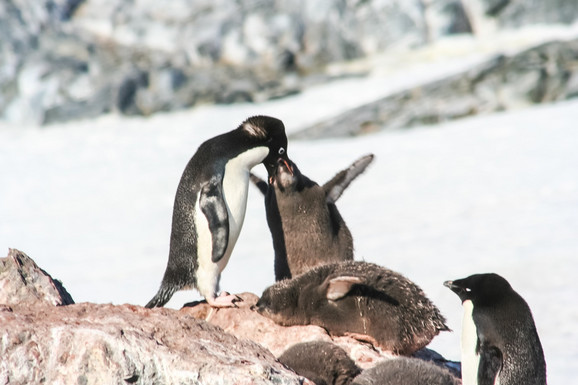 PRVI PUT ZABELEŽENO KAMEROM 700 mladih pingvina kao po komandi krenuli na isto mesto, kada je snimatelj VIDEO ŠTA RADE, zanemeo je od šoka