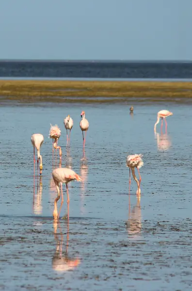 Flamingi w naturalnym środowisku to widok bezcenny, fot. Getty Images