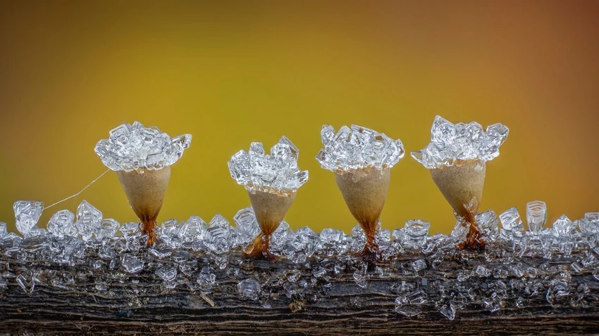 Smrznuti Craterium Minutum | Foto: Barry Webb