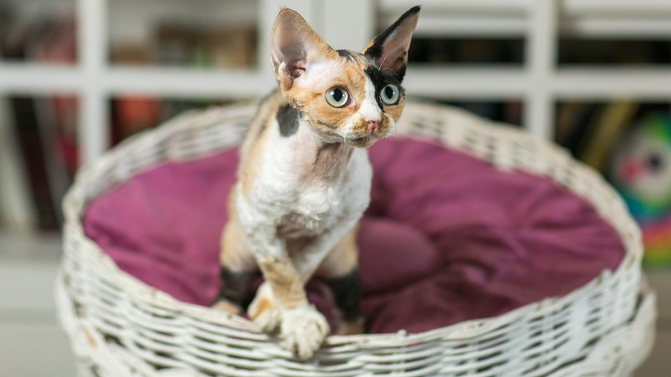 Devon rex - sichkarenko_com/stock.adobe.com