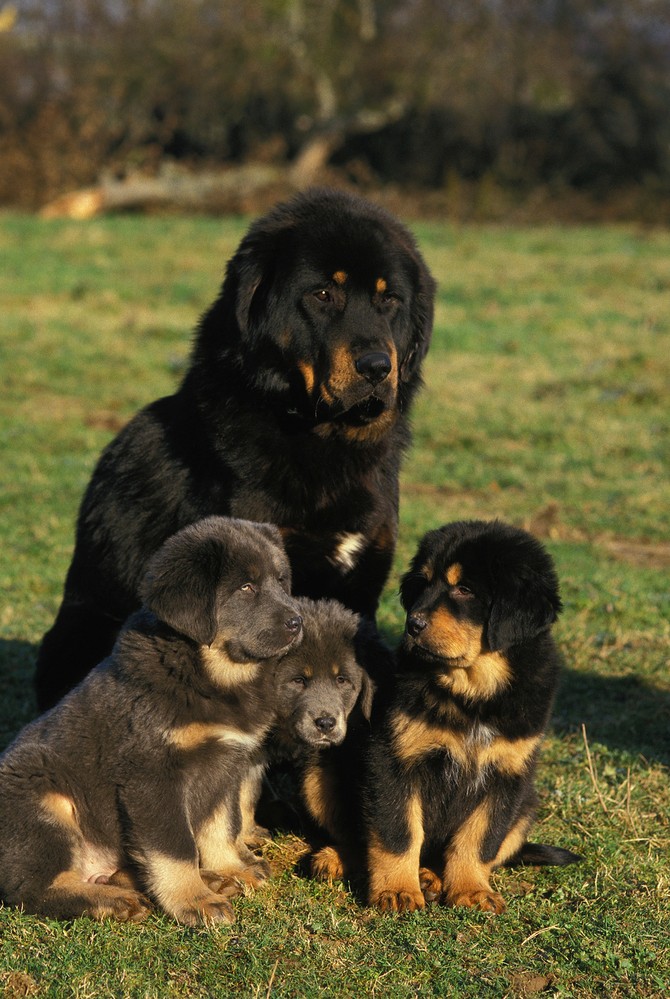 Tibetanski mastif 