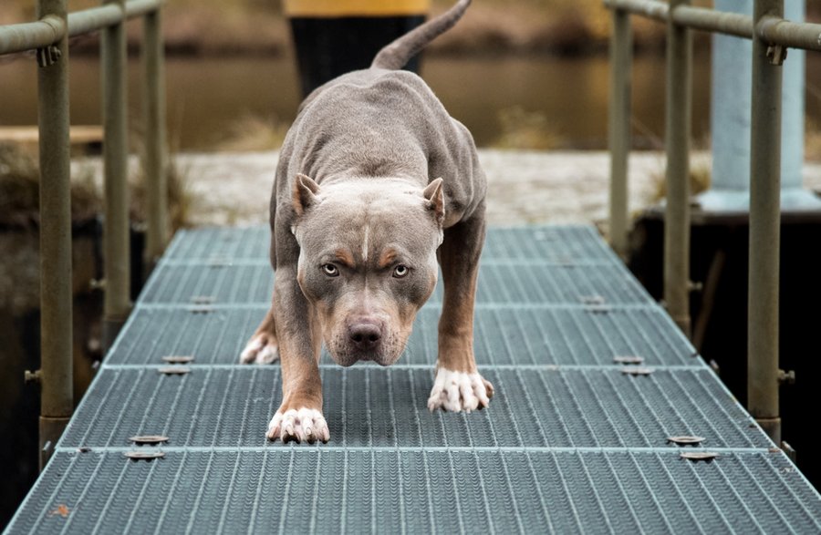 Amstaff - Adobe Stock - Luxorpics