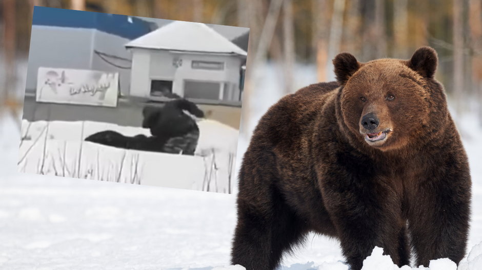 Niedźwiedź gonił mężczyznę w rosyjskim mieście Niżniewartowsk