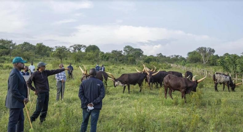 Gen Muhoozi Kainerugaba says his friendship with President Kagame started thanks to the gift of cows that he (Muhoozi) received from him (Kagame) last year.