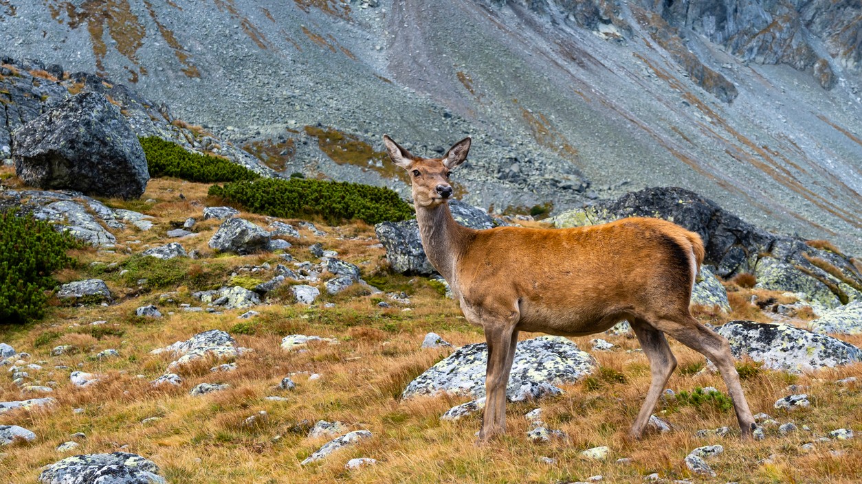 Otestujte sa v kvíze o slovenskej faune.