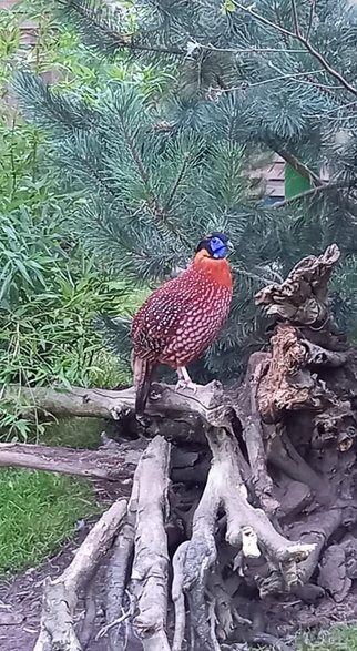 Tragopan Temmincka