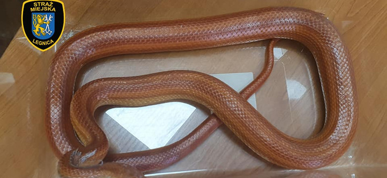 Mieszkanka Legnicy znalazła w łazience egzotycznego węża