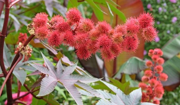 Ricin je toksični protein koji se dobija iz semena biljke ricinusa