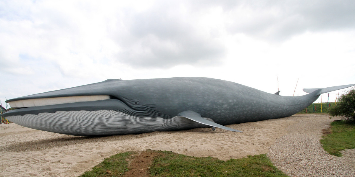 Model wieloryba