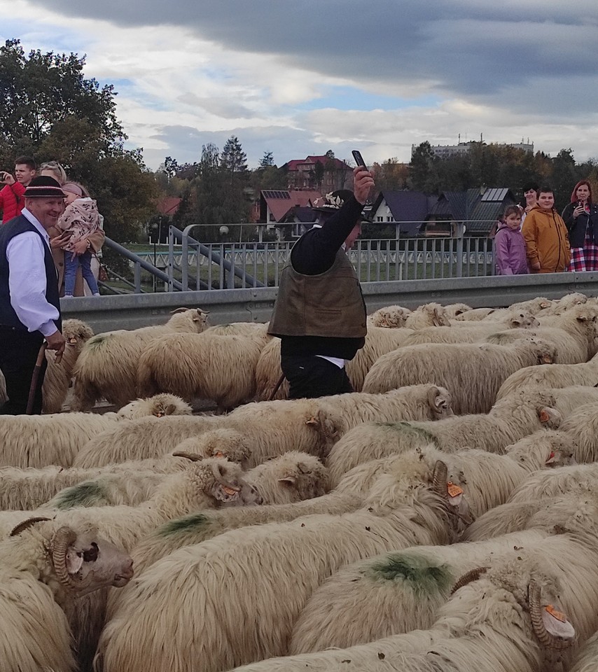 Jesienny redyk owiec przeszedł przez Nowy Targ