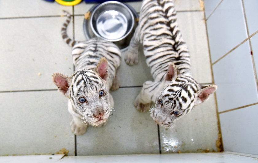 W ZOO Safari w Borysewie urodziły się kolejne tygryski