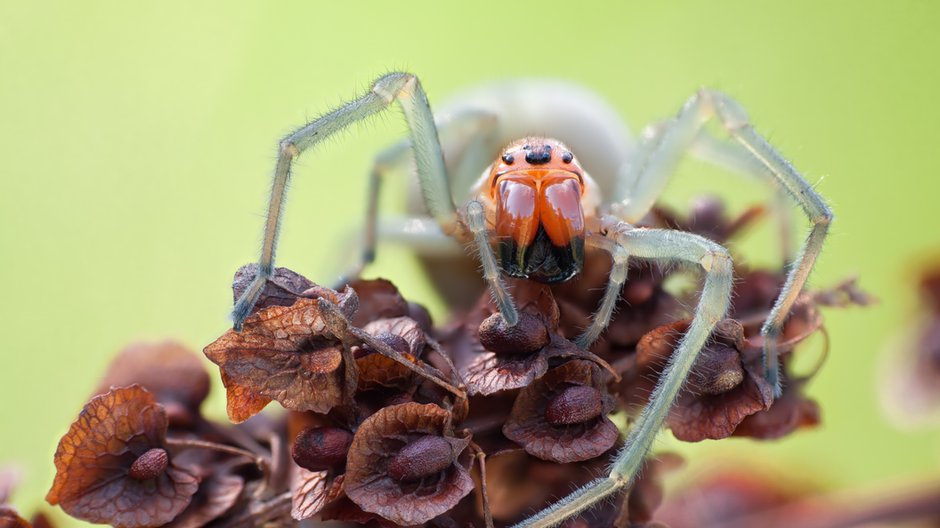 Cheiracanthium punctorium, czyli kolczak zbrojny