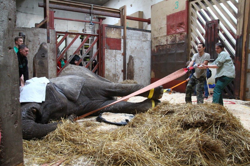 Warszawa: straż pożarna w zoo. Musieli ratować słonia