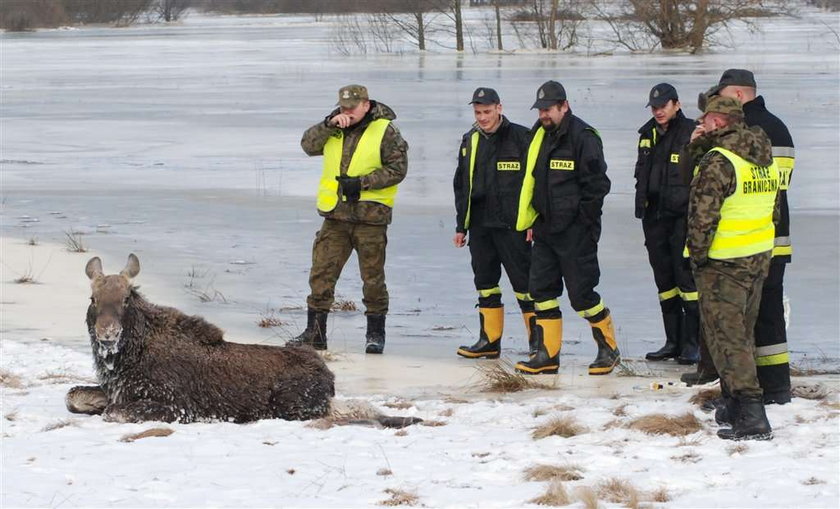 Brawo strażacy. Uratowali łosia