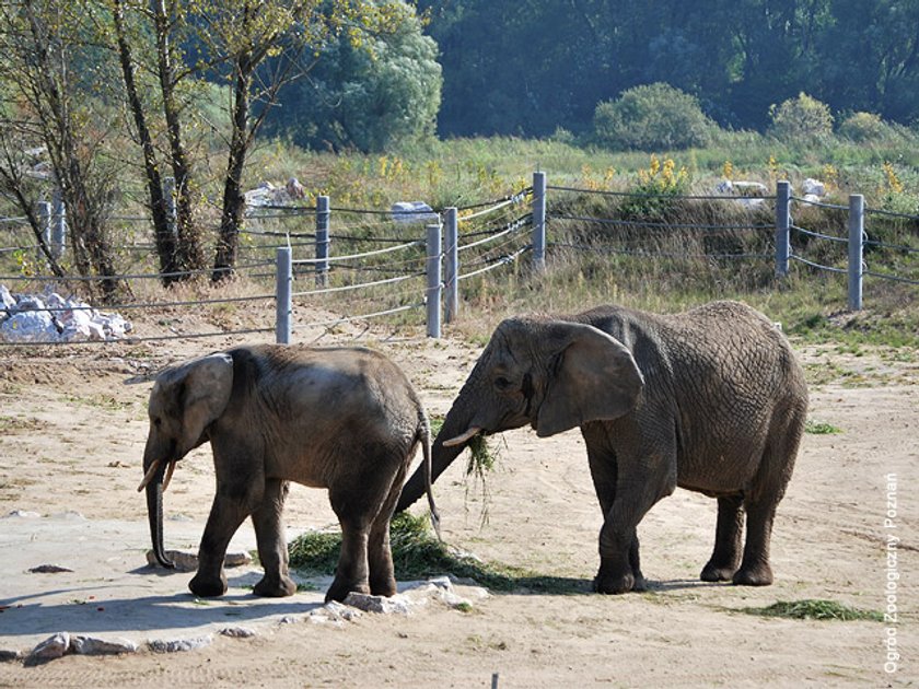 Słoń Yzik opuści poznańskie ZOO. Trafi do Włoch